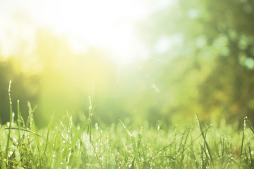 spring background with fresh green grass