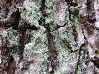 tree bark