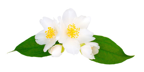 Jasmine flowers with leaves isolated on white background