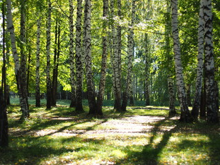 Russian forest, birch. Russian summer nature. Russia, Ural, Perm region