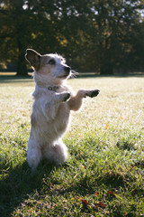 small hybrid dog sit up and beg