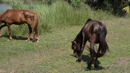 Horses eating grass at green field