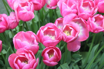 Tulpen rosen&auml;hnlich rosa/wei&szlig;