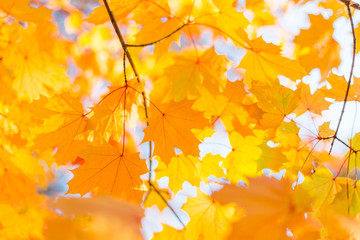 Autumn maple leaves on branch. Sun, sunlight