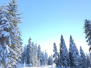 natura drzewa kolory rośliny niebo chmury 