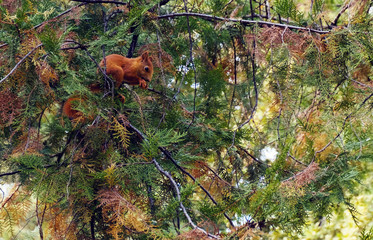 Obraz premium a squirrel in a park