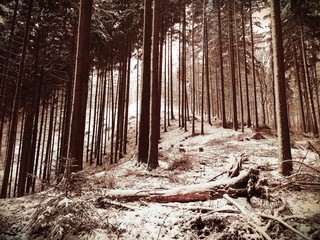 natura drzewa kolory rośliny niebo chmury  © DEM