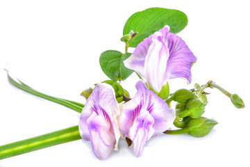 Violet flower on white background