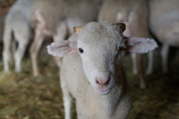 Portrait d'agneau dans la bergerie, regard, Pyrénées, France