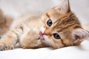 Portrait of a cute Golden kitten who lies on a light background and licks tongue paw looking at the camera - obrazy, fototapety, plakaty