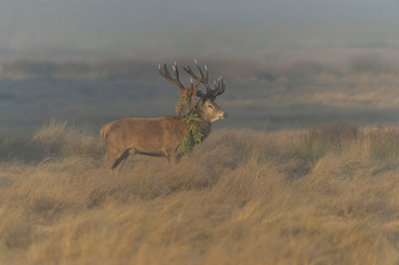 Fototapeta premium Jeleń Jeleń