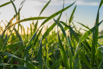 winter wheat with drops of dew in late autumn at sunset
