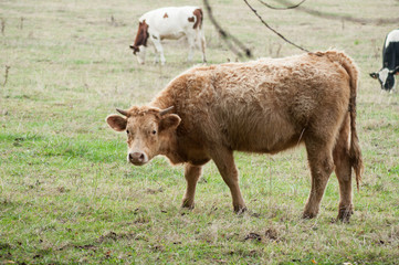portrait of young brown cow grazing the grass in a meadow