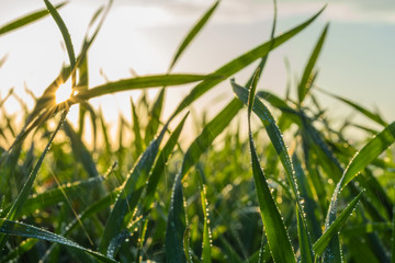 winter wheat with drops of dew in late autumn at sunset