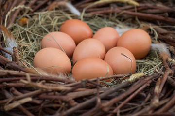 A pile of eggs in the hay in the nest