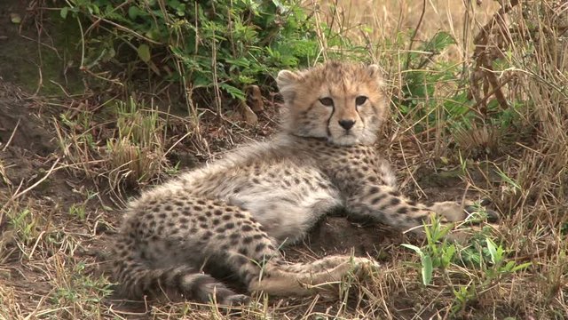 A close up of a cheetah cub sitting.