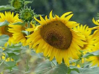 Sunflower, flower, nature, summer, plant