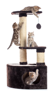 Cat tree scratching post or activity centre. Kittens playing around isolated