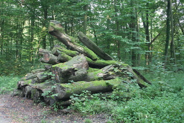Baumstämme mit Moos