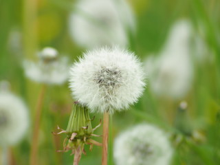 Wild flower. Dandelion. Russia, Ural, Perm region