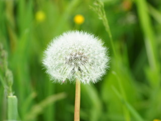 Wild flower. Dandelion. Russia, Ural, Perm region