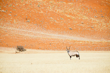 Spießbock (Oryx gazella) in der Steppe, hinten rote Sanddüne der Namib Wüste