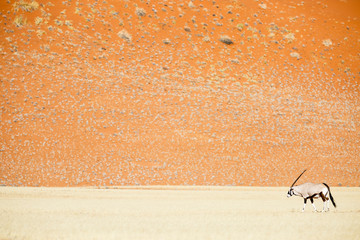 Spießbock (Oryx gazella) in der Steppe, hinten rote Sanddüne der Namib Wüste