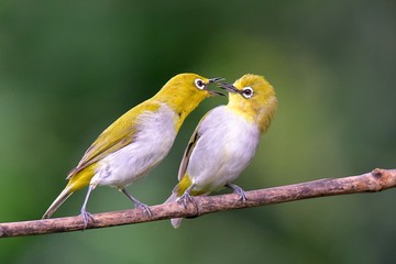 WILDLIFE