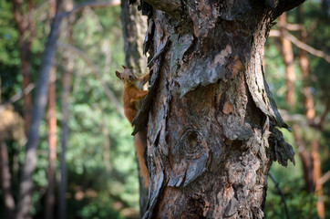 squirrel looking at photographer
