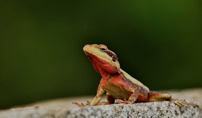 WILDLIFE