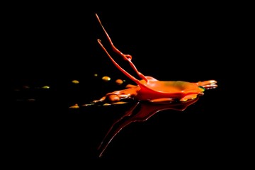 Splash of orange paint