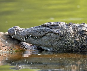 WILDLIFE