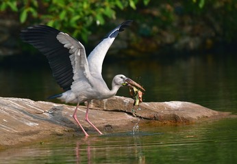 WILDLIFE