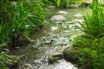 Landscape of waterfall and tree. Background and texture of nature.