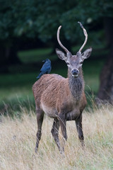 Red Deer Stag