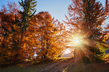 Fototapeta na wymiar Beautiful autumn bright landscape with the sun shining through the trees