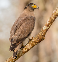 WILDLIFE