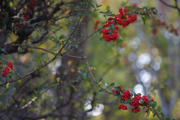 オールドレンズで撮る秋の木々