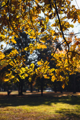 Fototapeta premium autumn in the park