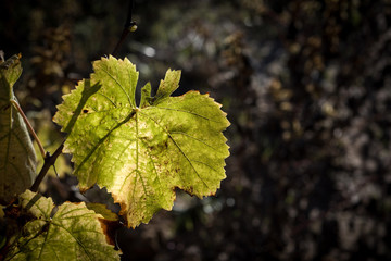 Autumn vineyards leaves