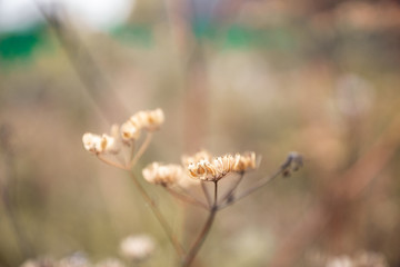 Grass on the field. Selective focus. Shallow depth of field.