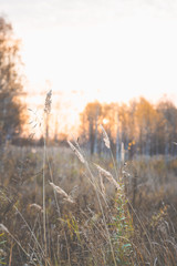 Grass on the field. Selective focus. Shallow depth of field.