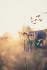 Grass on the field. Selective focus. Shallow depth of field.