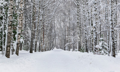 Winter day in the park