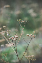 Grass on the field. Selective focus. Shallow depth of field.