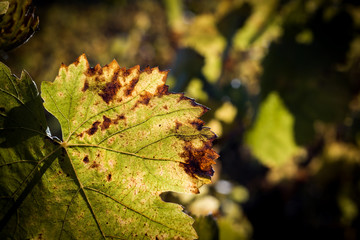 Autumn vineyards leaves