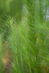 green grass in the wind