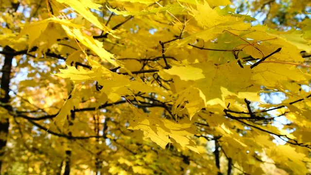 Yellow maple swaying on a branch in the park leaves in the wind close-up