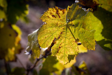Autumn vineyards leaves