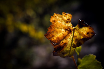 Autumn vineyards leaves